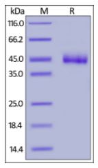 Cynomolgus CD3 epsilon, Fc,His Tag on SDS-PAGE under reducing (R) condition. The gel was stained overnight with Coomassie Blue. The purity of the protein is greater than 95%.